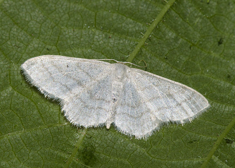 Geometridae